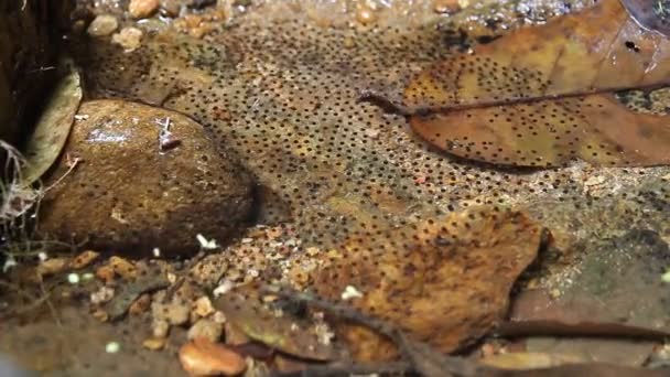 水の中のカエルの卵 - 映像、動画