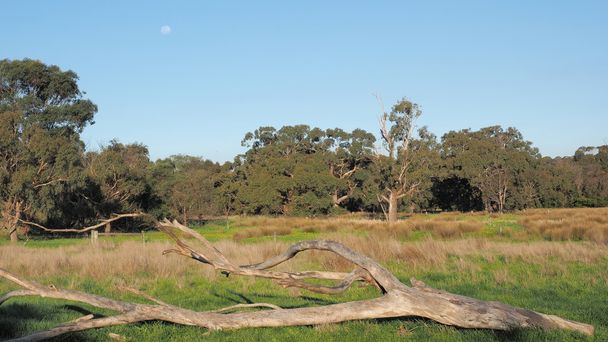 Moon over a fallen tree at a vacated farmland paddock surrounded by bush l - 写真・画像