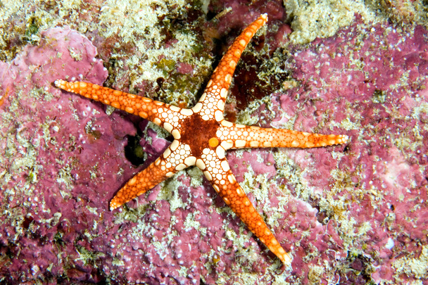 tengeri csillag - Fotó, kép