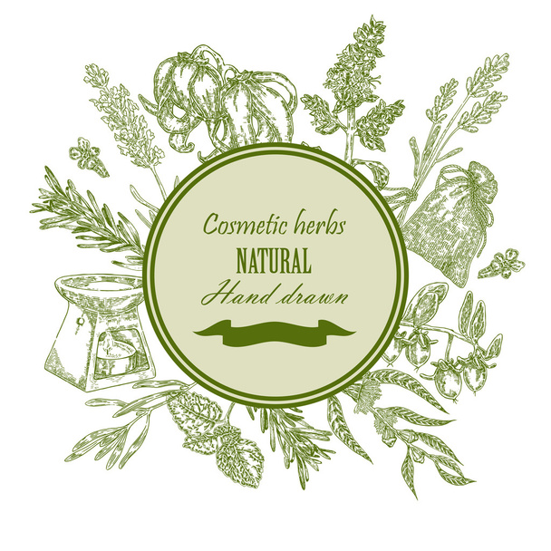 Hand drawn cosmetic herbs. Botanical banner set. Vector illustration. Eco background - Vector, Image