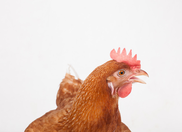 Nahaufnahme von Hühnerkopf lustig handeln isoliert weißen Hintergrund - Foto, Bild