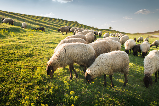 Rebanho de pastoreio de ovinos  - Foto, Imagem