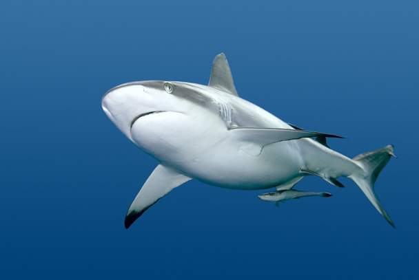 Requin avec Remora nageant sous l'eau
 - Photo, image