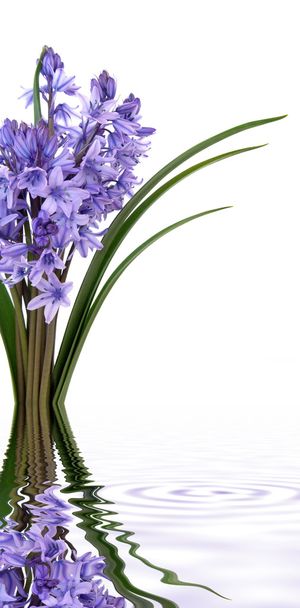 Bluebell bloemen - Foto, afbeelding