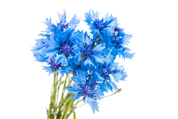 prachtige blauwe Korenbloem  - Foto, afbeelding