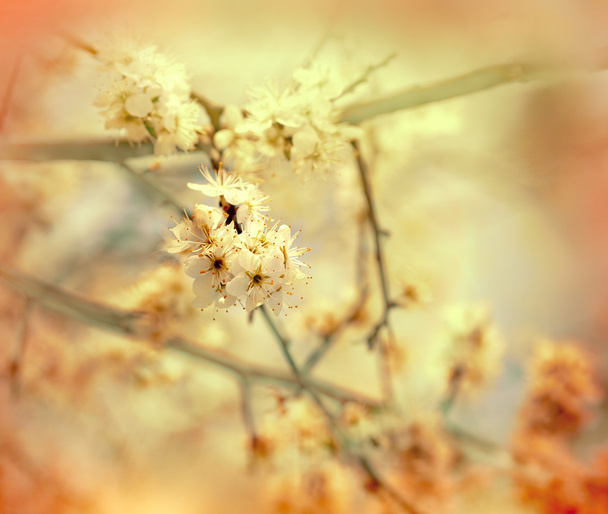 měkké zaměření na kvetoucí větev - Fotografie, Obrázek
