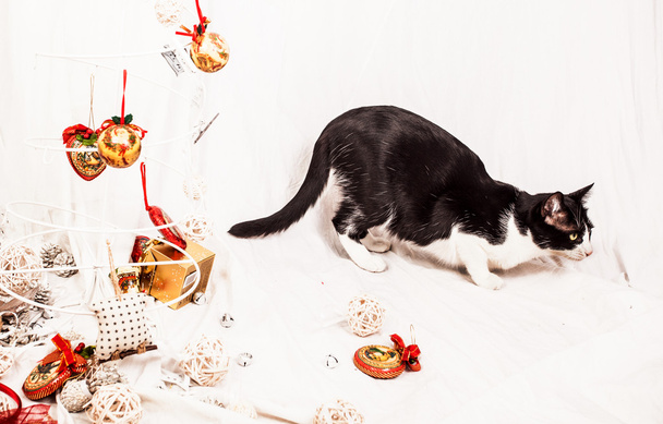 Cat with Christmas decorations - Фото, зображення
