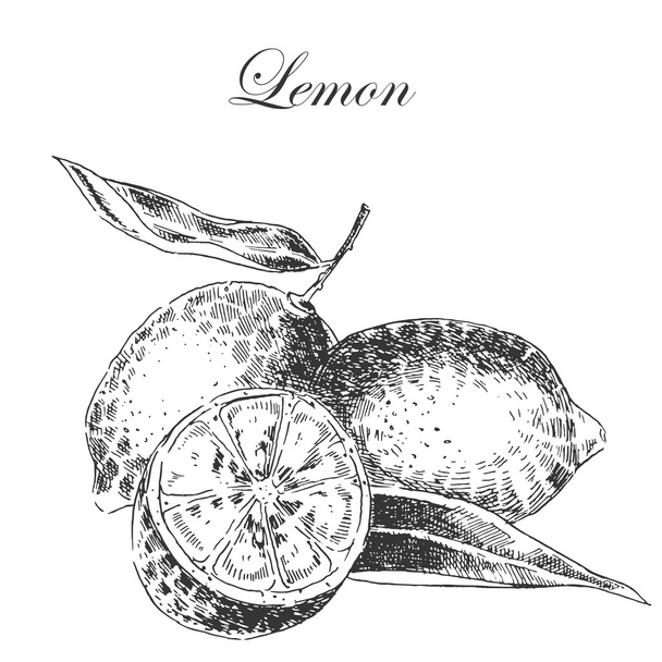 vector lemon citrus hand drawn sketch in ink and pencil. retro detailed botanical illustration - Vettoriali, immagini
