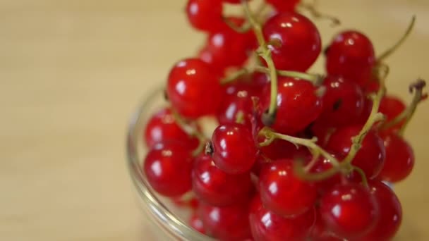 Seamless circular motion: red currant - Footage, Video