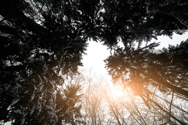 Belo pôr do sol de inverno com vista para o topo das árvores. Cárpatos
 - Foto, Imagem