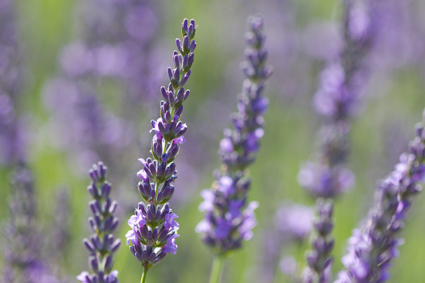 Veilchen Lavendel auf einem Feld - Foto, Bild