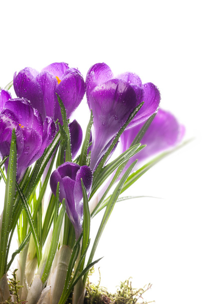 sztuka piękny przebiśnieg wiosennych kwiatów - Zdjęcie, obraz