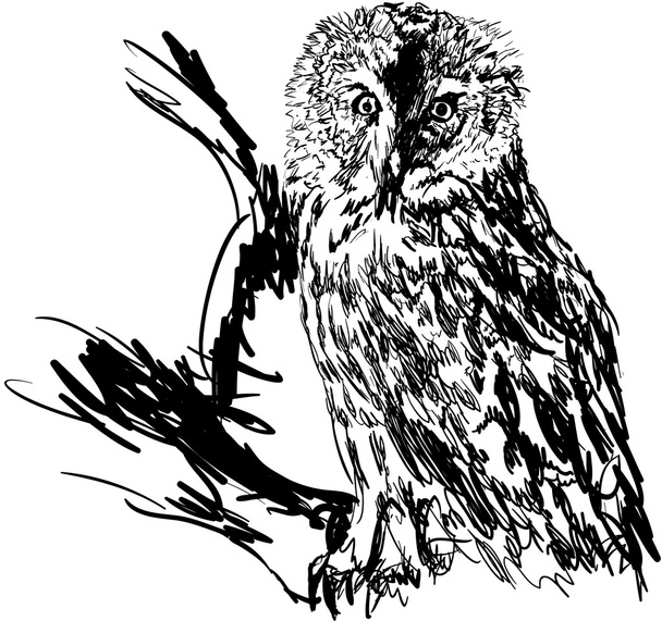 owl in the forest - Vektör, Görsel