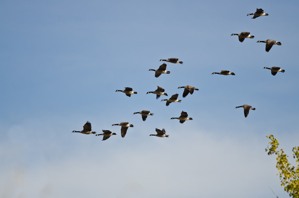 Большая стая канадских гусей, летающих в голубом небе
 - Фото, изображение