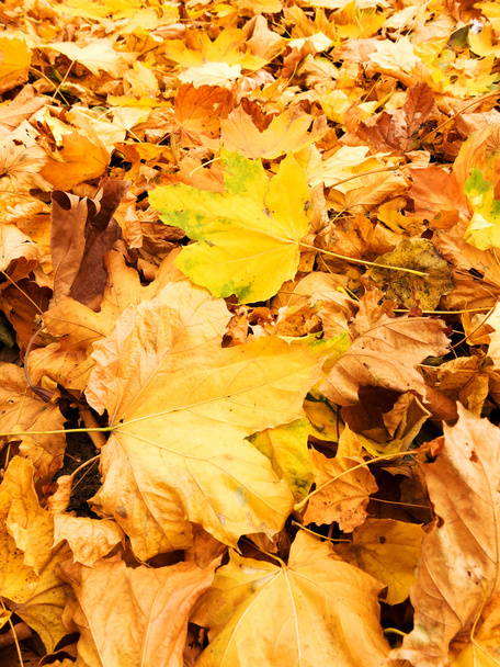 Background group autumn yellow leaves, selective focus, as a background for your project. - Φωτογραφία, εικόνα