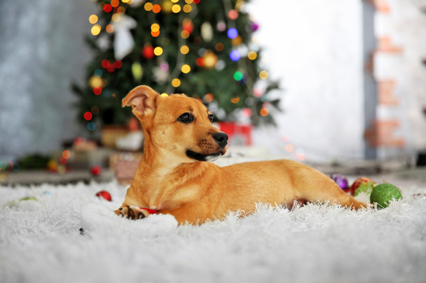 Small cute funny dog playing with Santa hat on Christmas tree background - Photo, image