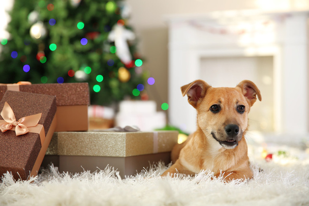 Small cute funny dog with boxes and Christmas tree on light background - Φωτογραφία, εικόνα