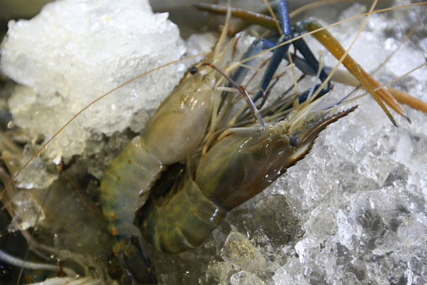 Giant river shrimp for sale in market - 写真・画像