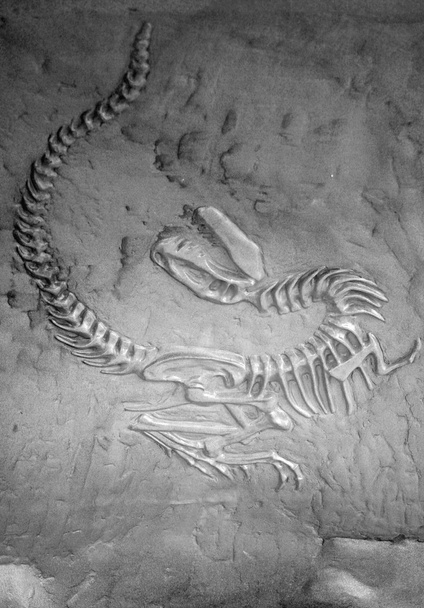 Fósil de dinosaurio
 - Foto, imagen
