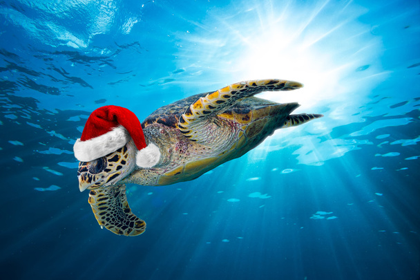 hawksbill sea turtle with santa hat - 写真・画像