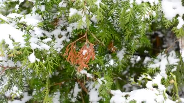 Kışın yeşil ve kahverengi thuja ağacı dalına düşen kar - Video, Çekim