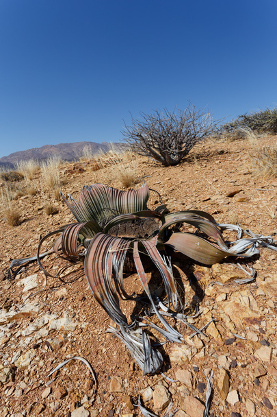 Велвічія Мірабіс, дивовижна пустельна рослина, живі викопні рештки
 - Фото, зображення