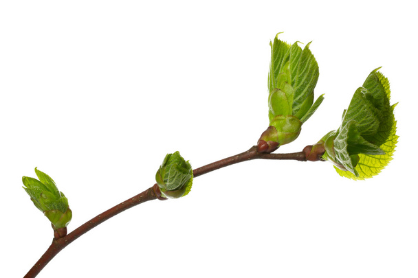 Rama de primavera de un árbol de cal
 - Foto, Imagen