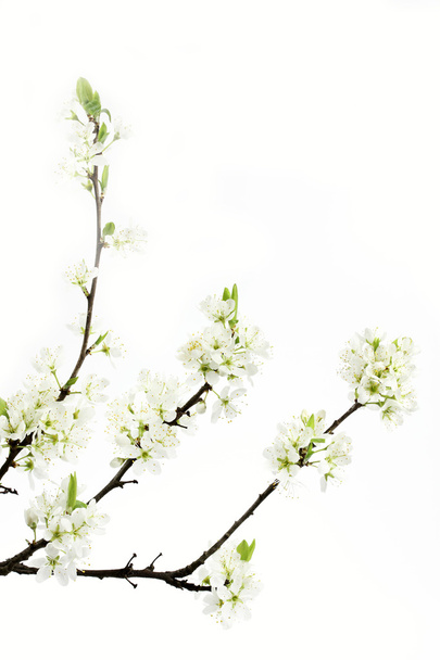 Blossoms of a Cherry plum or Myrobalan (Prunus cerasifera) - Fotografie, Obrázek