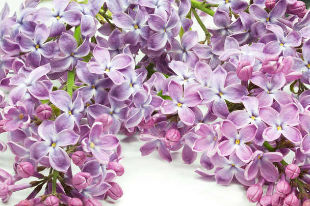 Lilac flowers closeup - Photo, Image