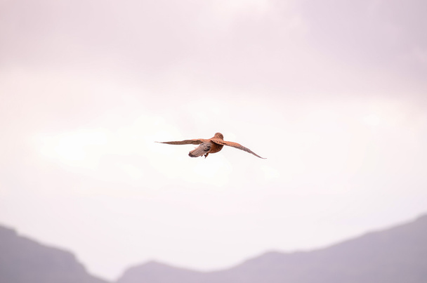 Pájaro halcón cernícalo común
 - Foto, Imagen