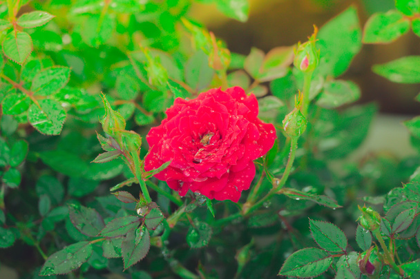 Rose in giardino filtrate - Foto, immagini