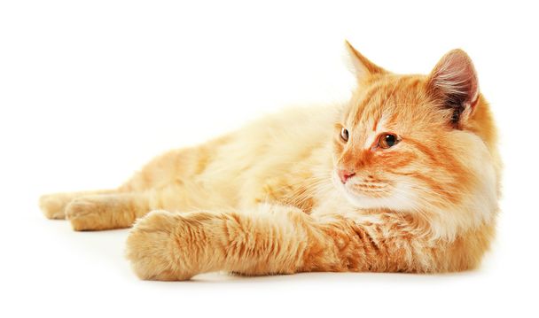 Fluffy red cat laying - Photo, image