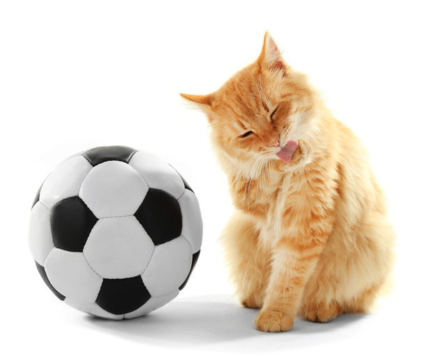 Red cat with football ball - 写真・画像