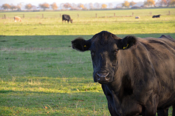 czarnej krowy pasące się na łące - Zdjęcie, obraz