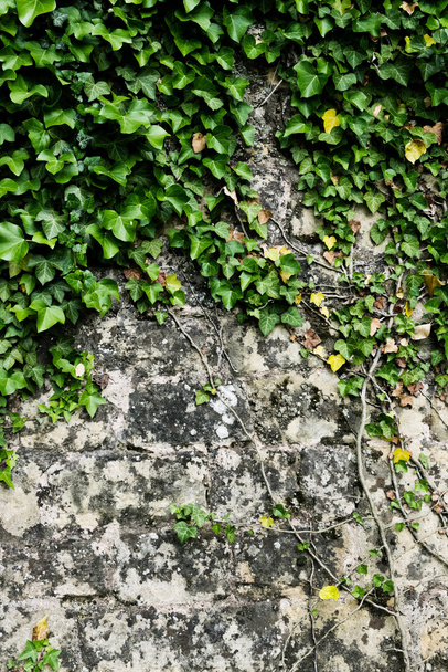 The green ivy on a stone wall - Foto, afbeelding