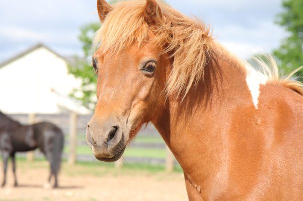 Mini horse portrait - Photo, Image