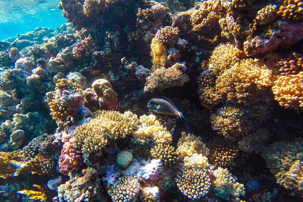 Rode Zee onderwater koraalrif - Foto, afbeelding