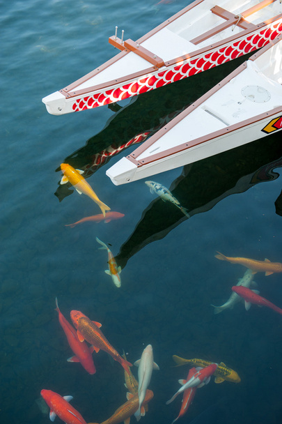 Scolarisation de carpes koï colorées dans l'eau autour de deux longs bateaux
 - Photo, image