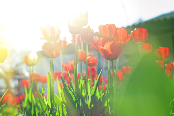 Gebied van rood gekleurde tulpen - Foto, afbeelding