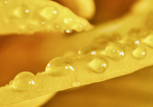 Macro photo de pétales jaunes avec des gouttes d'eau
 - Photo, image