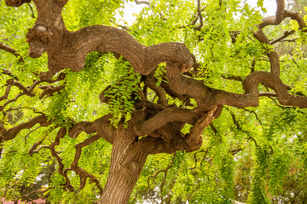 緑の葉とねじれた木の枝 - 写真・画像