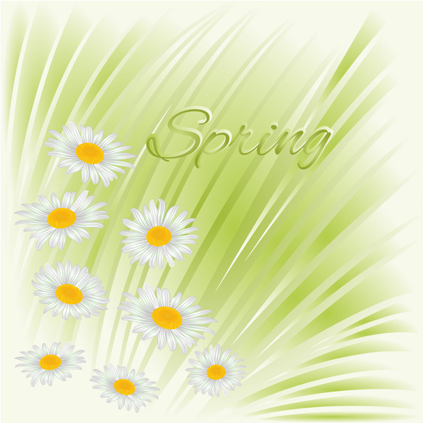Spring daisies green background vector - Vector, Image