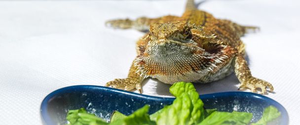 ПЕТ Німецька гігантських бородатого дракона, сонячна на відкритому повітрі, збирається з'їсти салат. - Фото, зображення