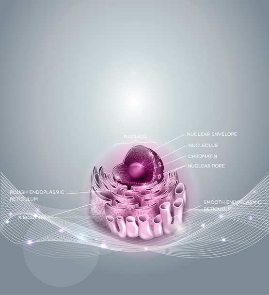 Zellkern und endoplasmatisches Retikulum - Vektor, Bild