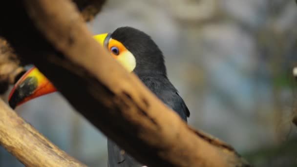 Toucan είναι μέλη της οικογένειας Ramphastidae - Πλάνα, βίντεο