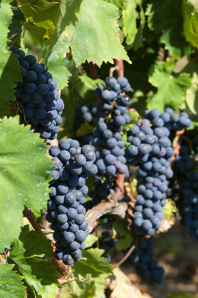 Bunch of black grapes - Foto, Bild