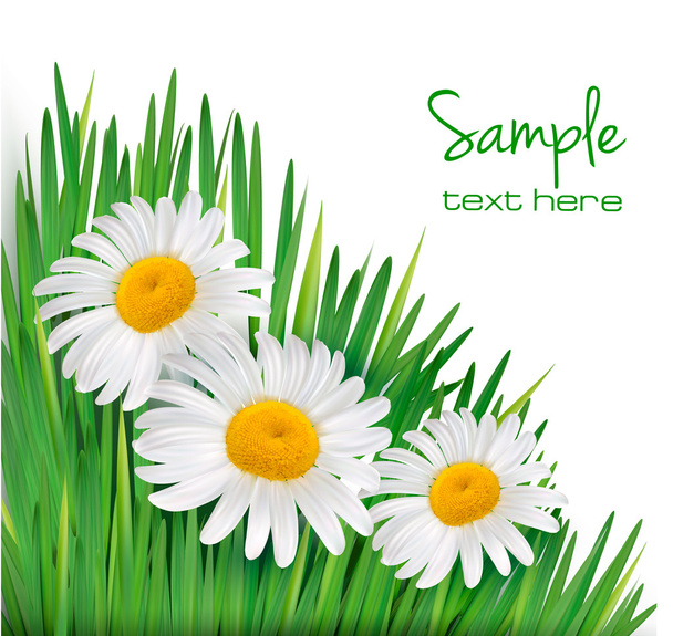Easter background Daisy flowers in green grass Vector illustration - Vector, afbeelding