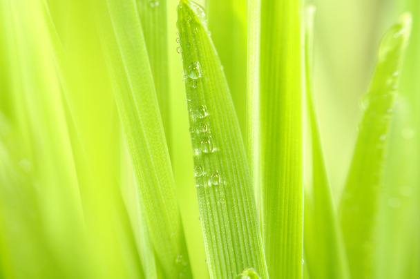 Grama verde com gotas de orvalho macro
 - Foto, Imagem