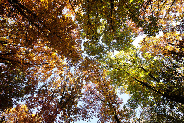 Sunny autumn golden-leaved trees  - Valokuva, kuva