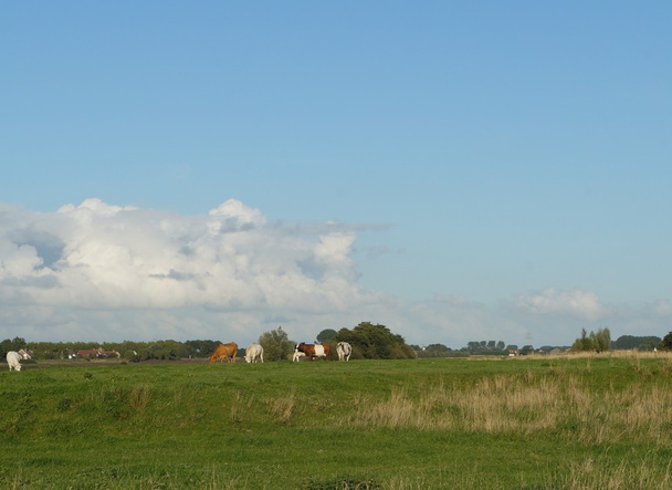 Paysage néerlandais avec ferme et vaches
 - Photo, image